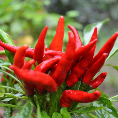 辣椒粉批發(fā)-青島大豐食品 辣椒粉批發(fā)-青島大豐食品