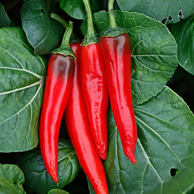 甜椒粉批發(fā)-青島大豐食品 甜椒粉批發(fā)-青島大豐食品